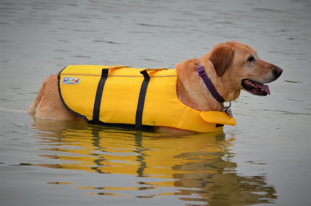 yellow kayak on body of water during daytime